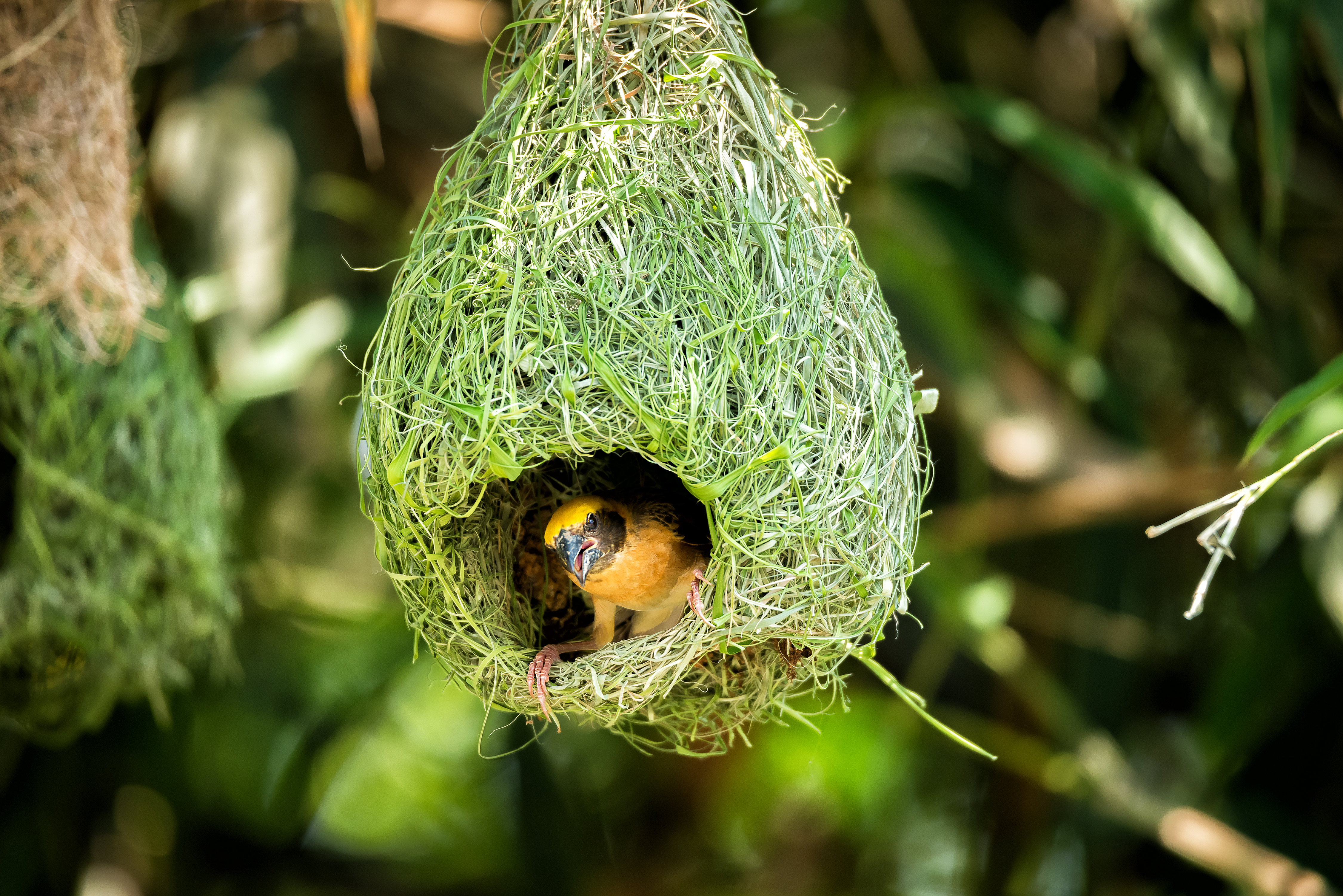 phenomena bird nest